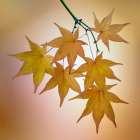 USA, Washington State, Seabeck. Japanese maple leaves in fall. Art Print